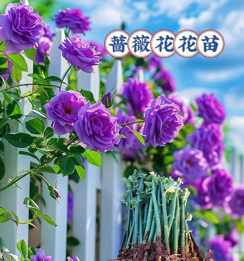 蔷薇在雨中盛开的花语有何深意？