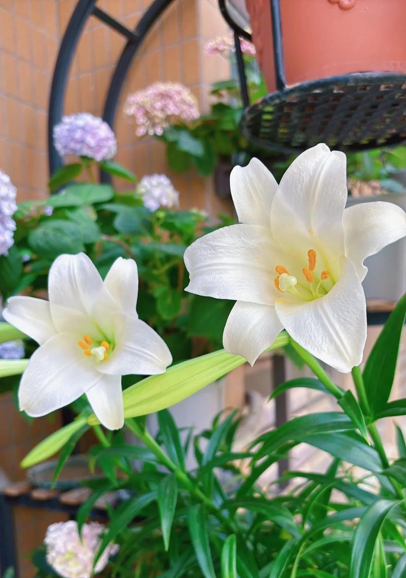 百合花语通常代表什么意义？