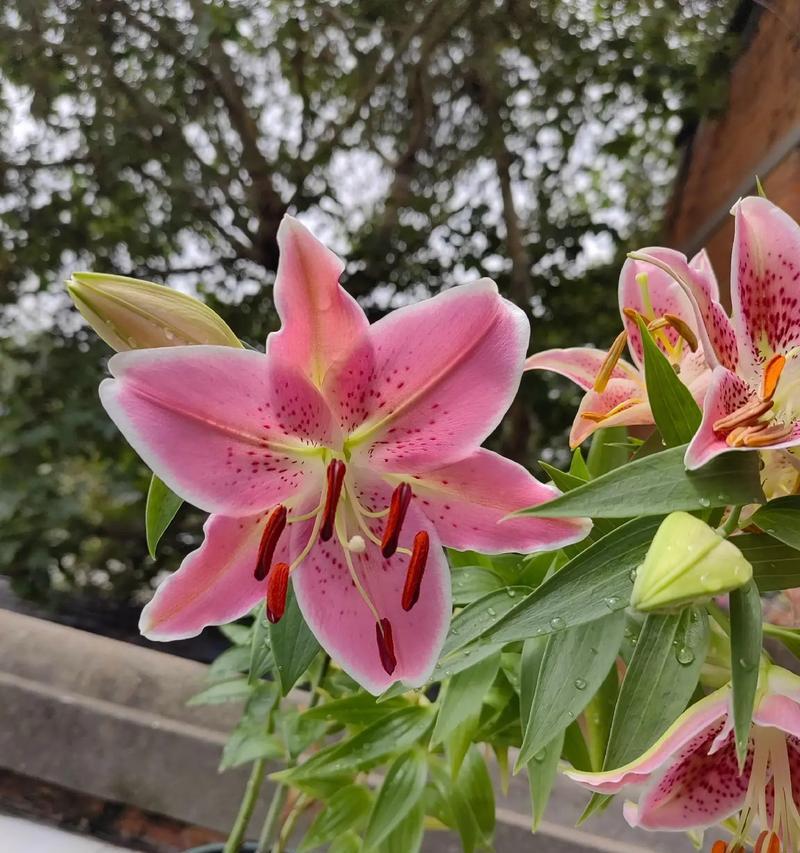 百合花语通常代表什么意义？