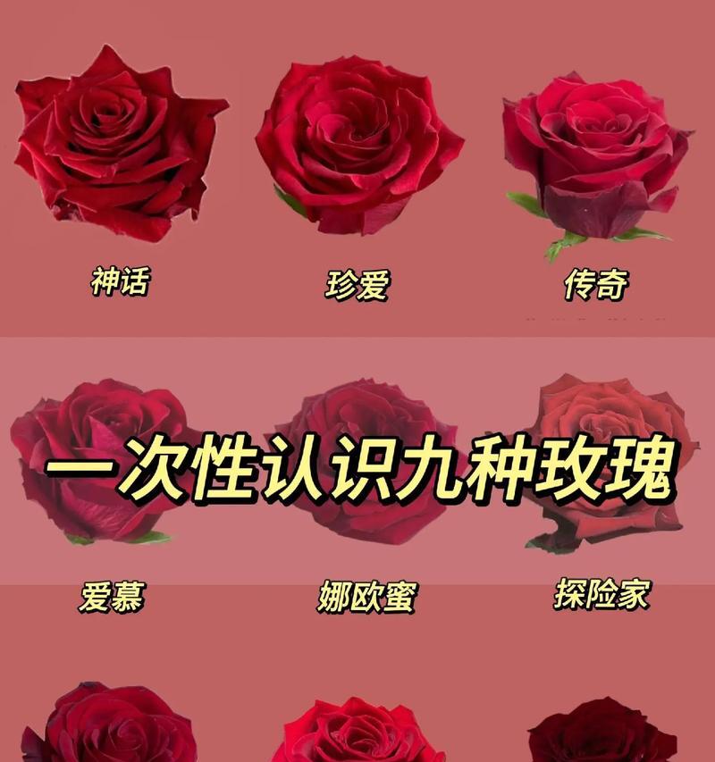海棠和玫瑰的花语区别是什么？海棠与玫瑰花语有何不同？