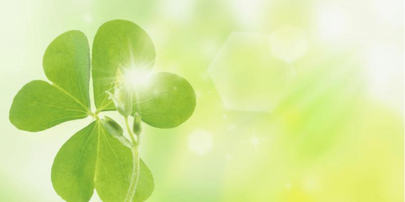 乌龙蜜茶的花语代表什么？它的寓意是什么？