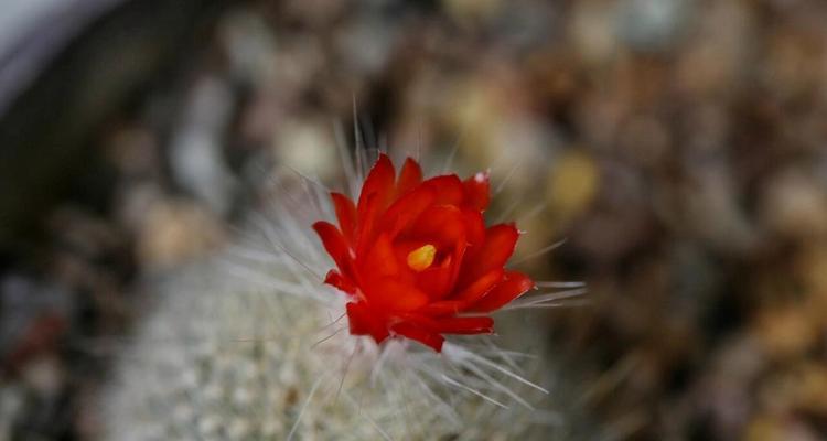 多彩仙人球的花语是什么？它有什么特别的寓意吗？