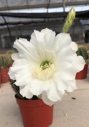 多彩仙人球的花语是什么？它有什么特别的寓意吗？