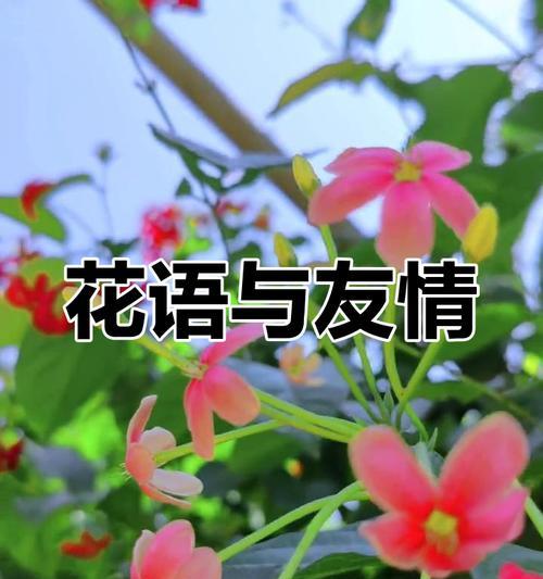 哪种花代表永远的友情？花语中友情的象征是什么？