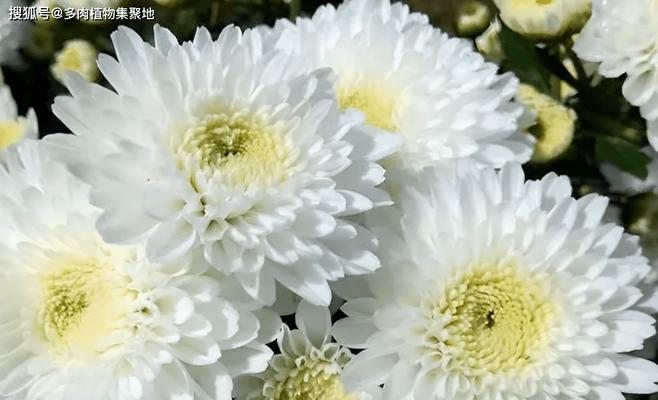 德国白菊的花语有何特殊含义？