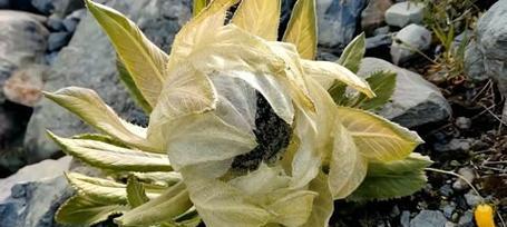 雪莲花的花语和寓意是什么？它象征着什么？