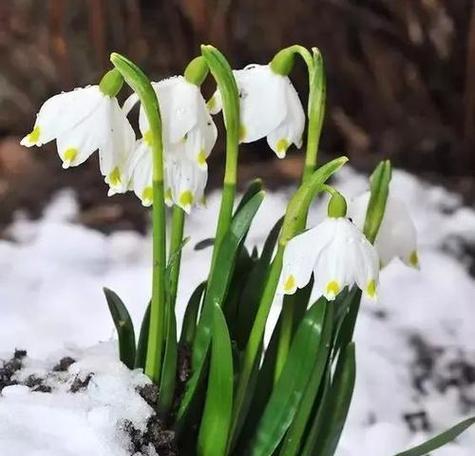 雪莲花的花语和寓意是什么？它象征着什么？