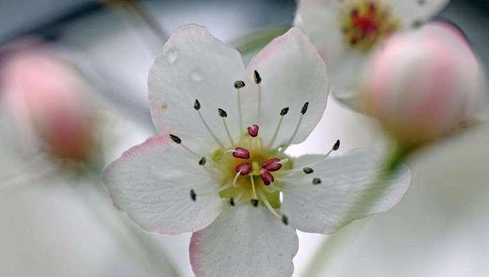 梨花象征着什么？花语中梨花代表了哪些情感？