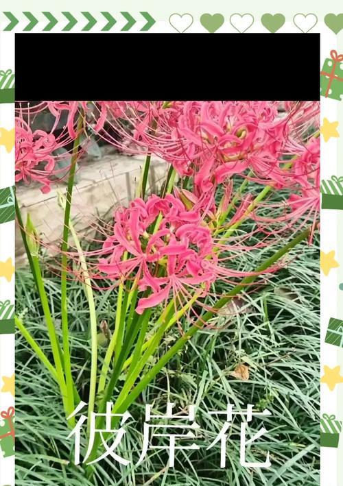 哪种花的花语代表了难忘的思念？