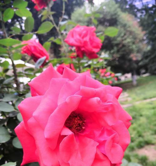 永远都爱自己的花语是什么？花语鸣笛又是什么意思？