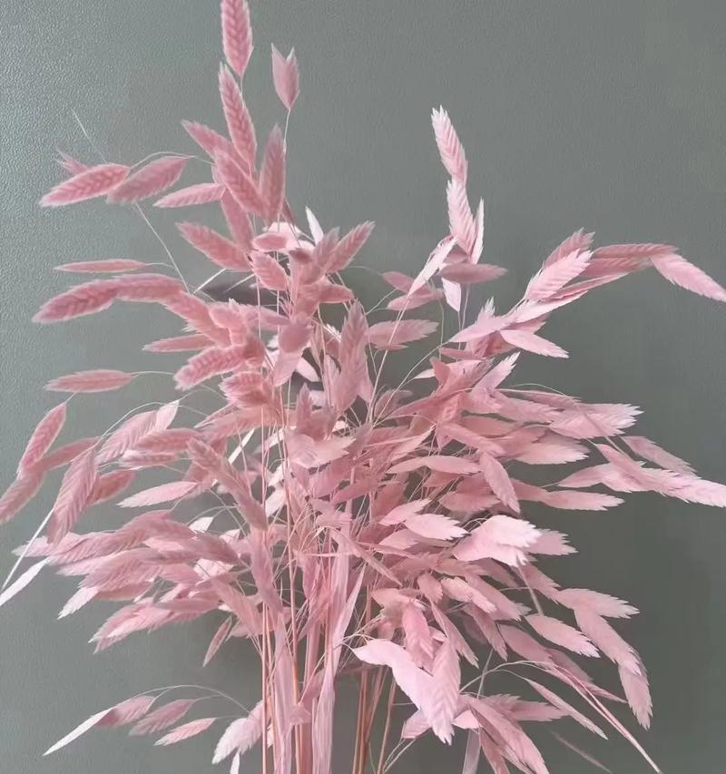 永生花送给妈妈有何花语？它象征着什么？