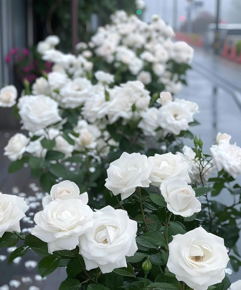 白色的玫瑰花象征着什么？它的花语有何含义？