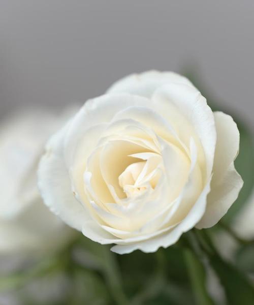 白色的玫瑰花象征着什么？它的花语有何含义？