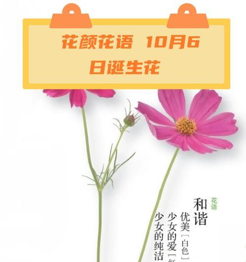 什么花是9月的花语呢？9月有哪些花语代表性的花卉？