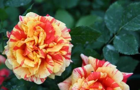 什么花是9月的花语呢？9月有哪些花语代表性的花卉？