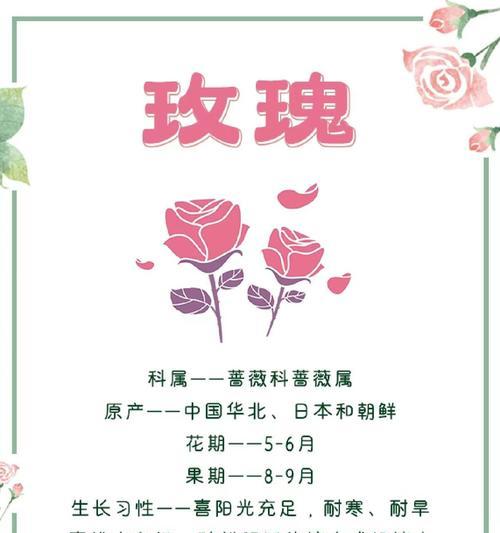 五只玫瑰的花语和寓意有何特别之处？