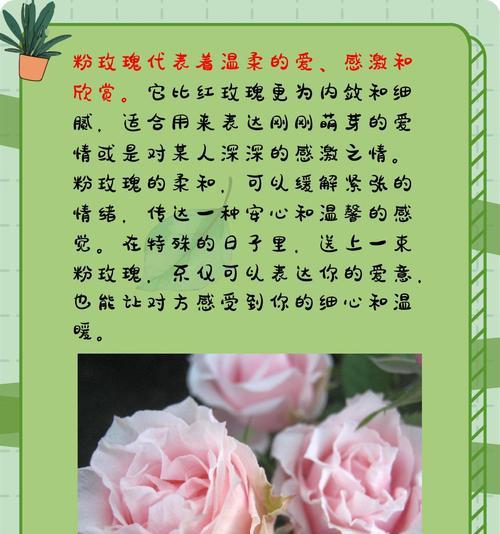 五只玫瑰的花语和寓意有何特别之处？
