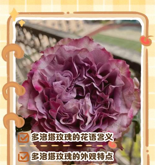 打麻将时收到玫瑰，它的花语是什么？