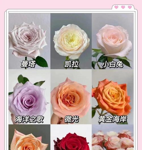 一见钟情花的花语是什么？它象征着什么？