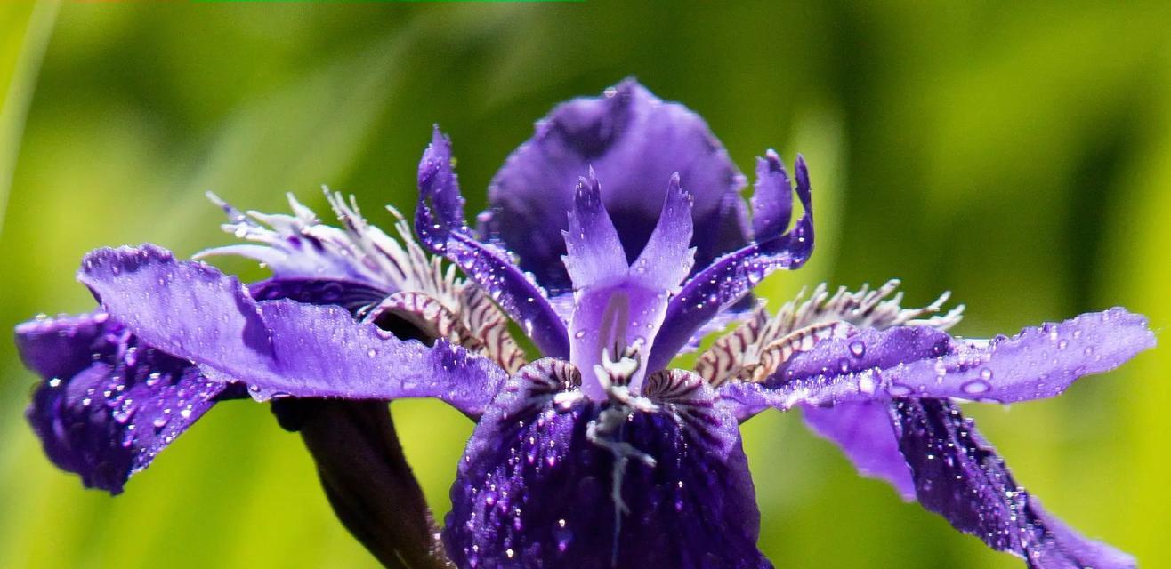 一见钟情花的花语是什么？它象征着什么？