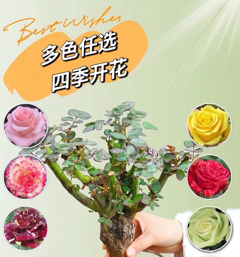 好姐妹吉祥玫瑰的花语是什么？它代表了哪种祝福？