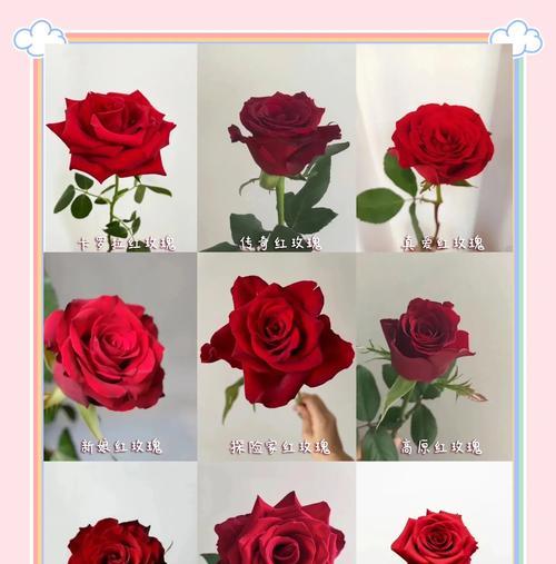 好姐妹吉祥玫瑰的花语是什么？它代表了哪种祝福？