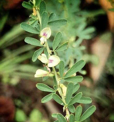 铁扫帚花有何特殊含义？