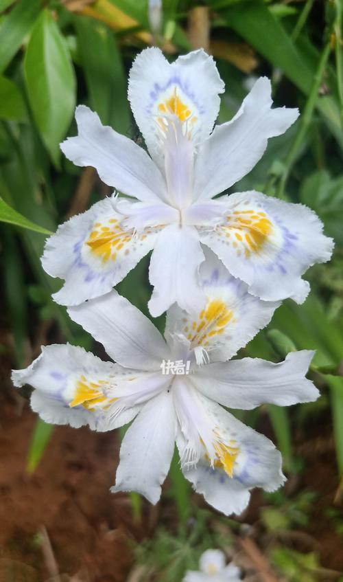 哪种花的花语体现了反差之美？