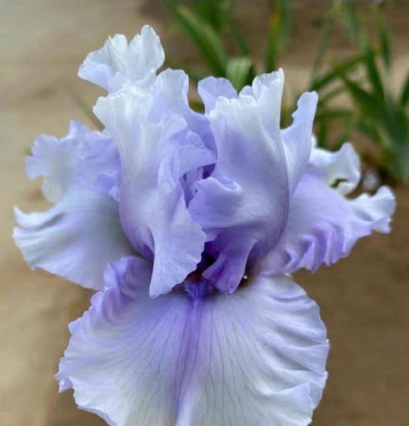哪种花的花语体现了反差之美？