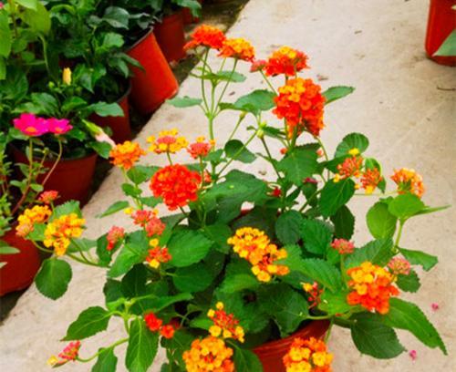 笛花的花语和寓意是什么？它象征着什么？