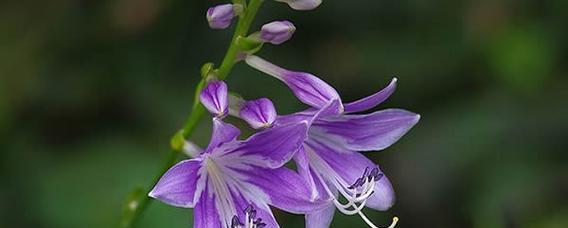 笛花的花语和寓意是什么？它象征着什么？