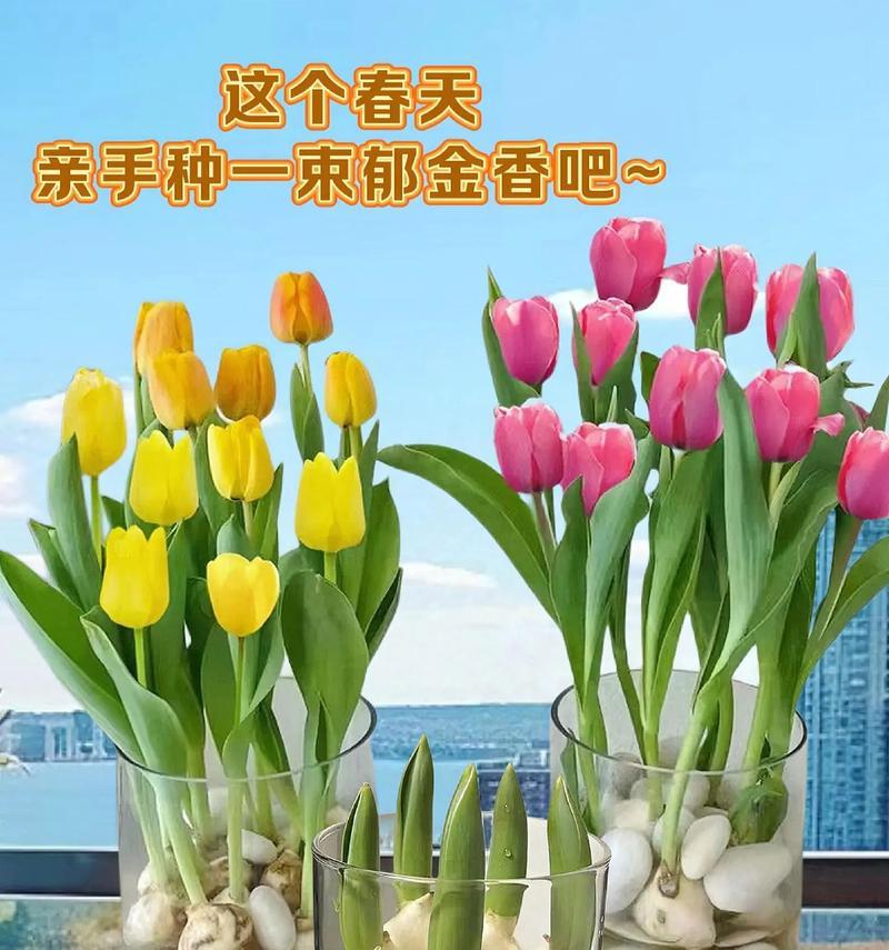 郁金香的花语有哪些特别含义？