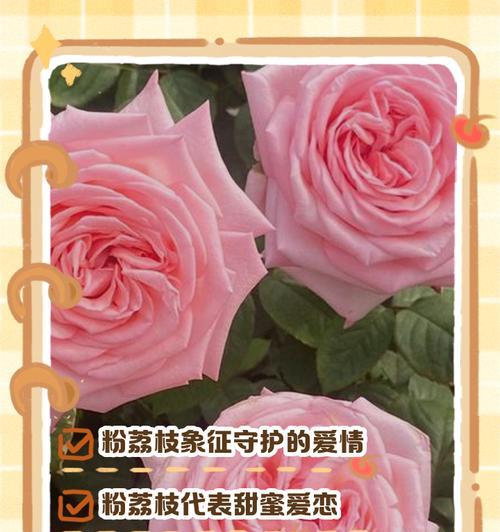 花语与花香的解释和意义有何不同？