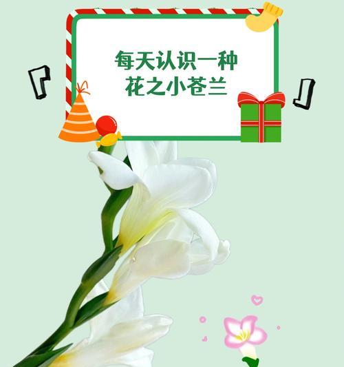 花语与花香的解释和意义有何不同？