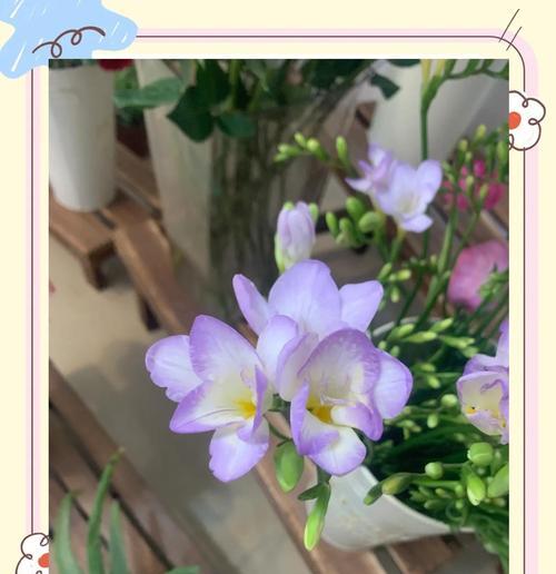花语与花香的解释和意义有何不同？