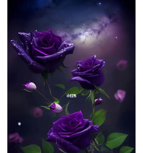 玫瑰冠冕的花语有何深意？如何用它来表达情感？
