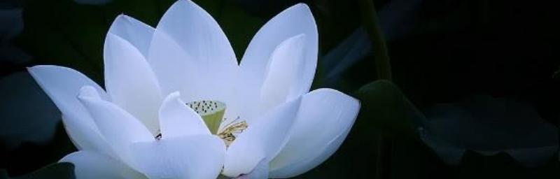 白莲花的花语是什么？一朵白莲花象征着什么？