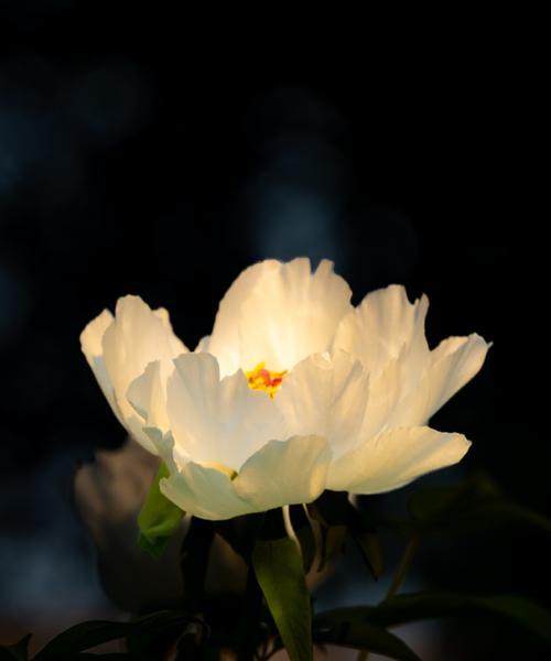白色花象征着什么？