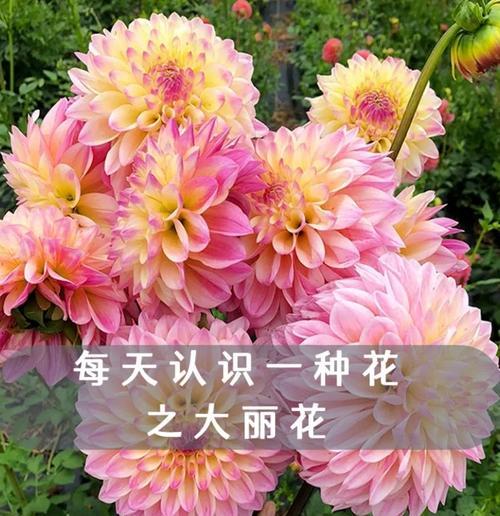 大丽花球象征着什么？其花语有何特别之处？