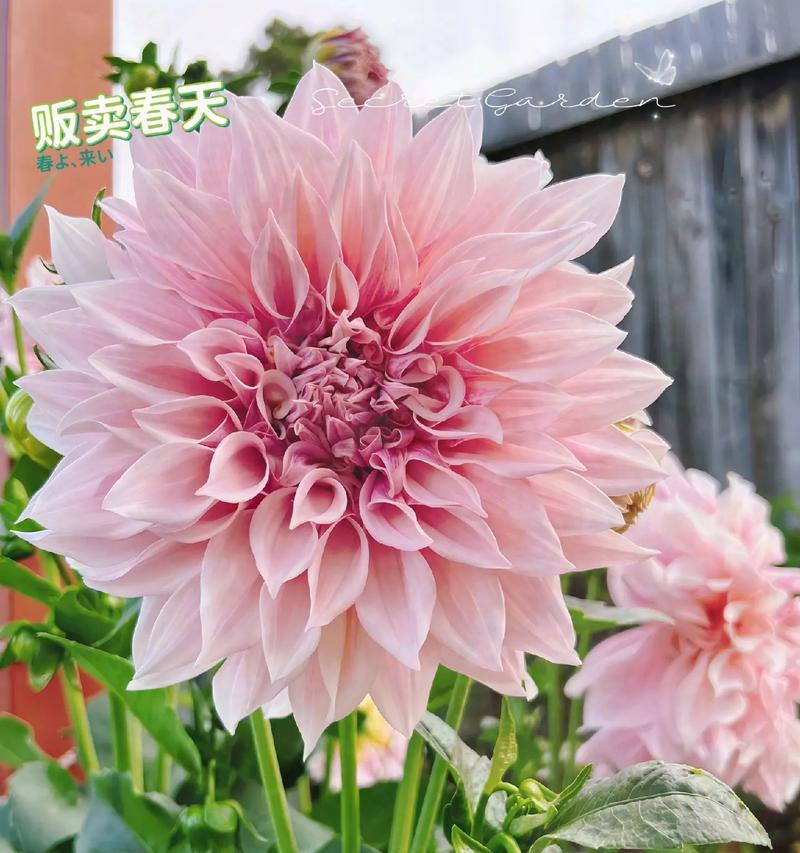 大丽花球象征着什么？其花语有何特别之处？