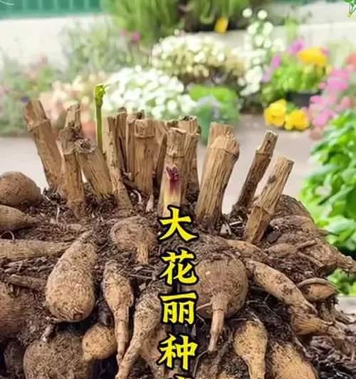 大丽花球象征着什么？其花语有何特别之处？