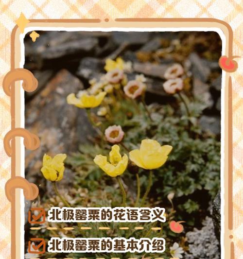 安慰女生时哪种花语最合适？如何选择？