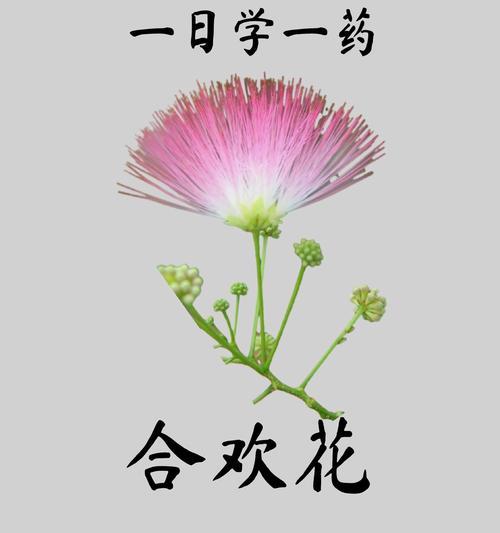 离别时开出的花代表的深情花语是什么？