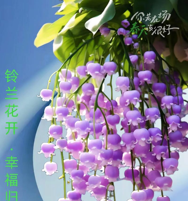小铃铛七彩花语有哪些？
