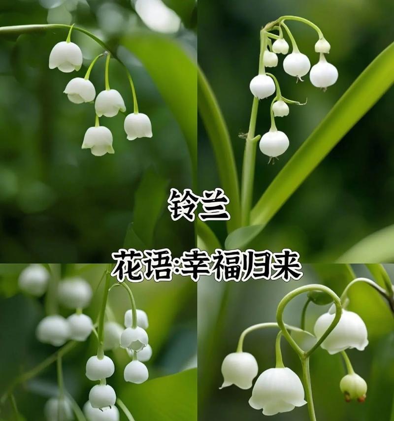 小铃铛七彩花语有哪些？