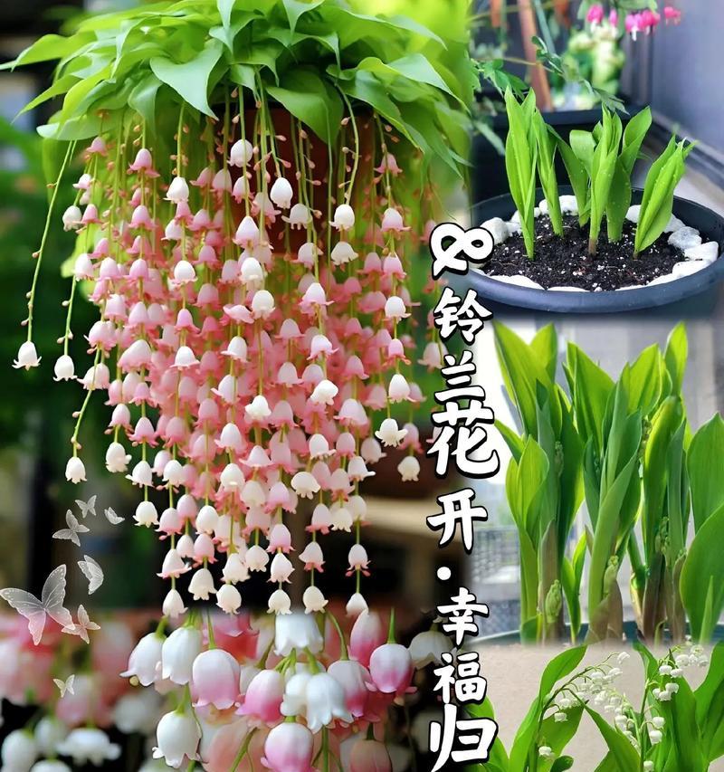 小铃铛七彩花语有哪些？