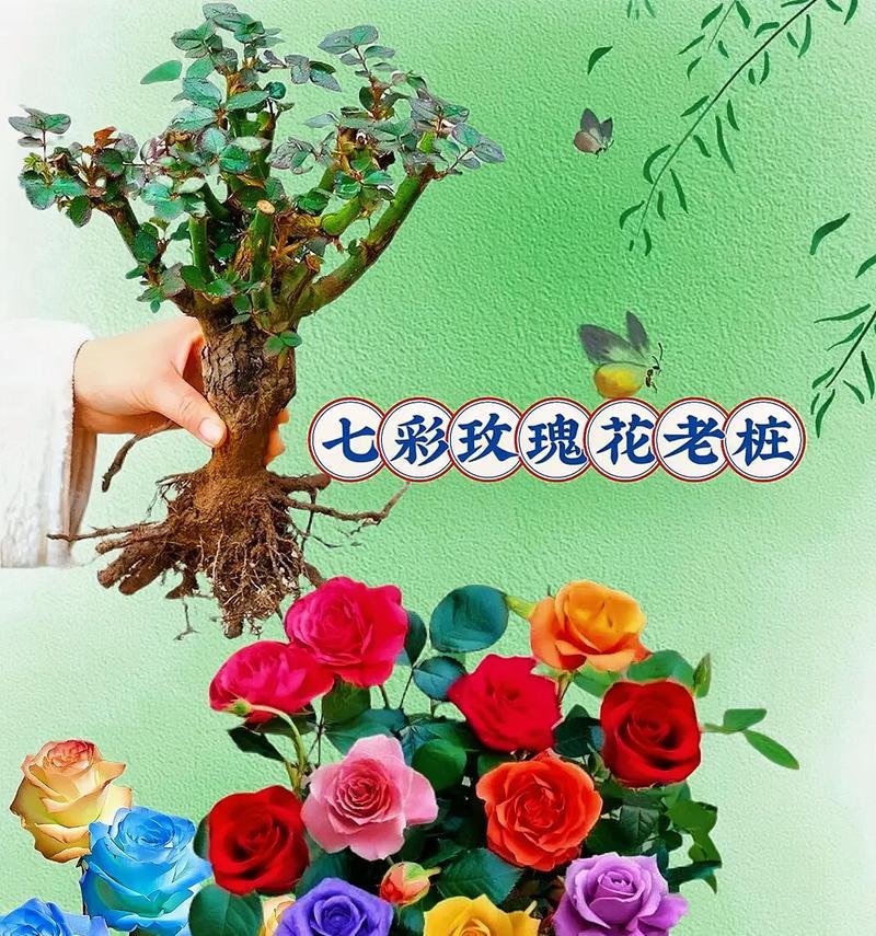 七场玫瑰代表什么花语？它有何特别含义？