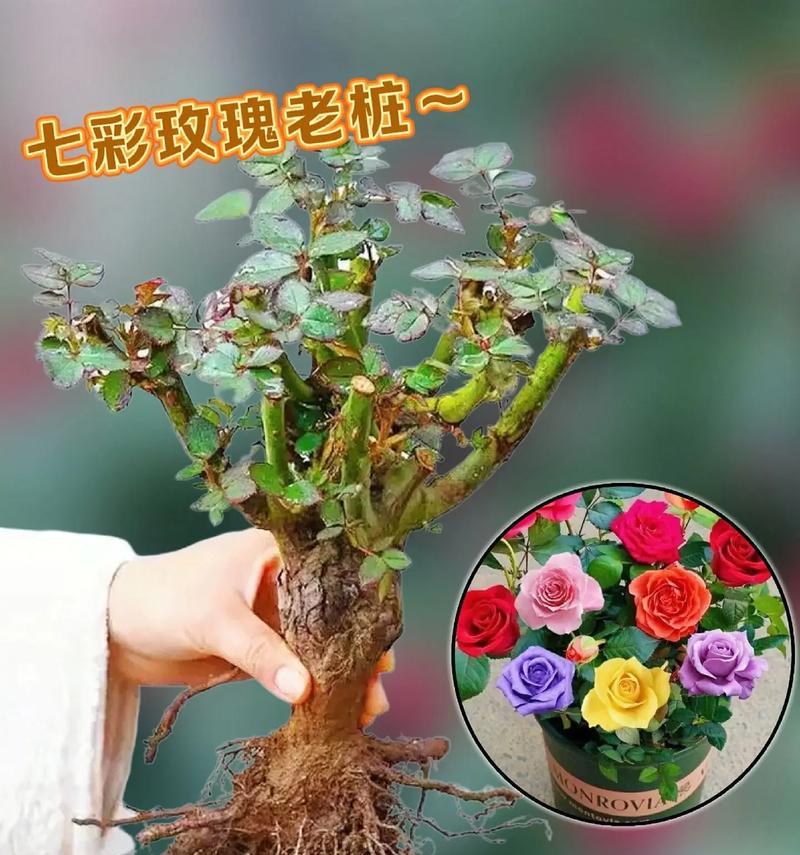 七场玫瑰代表什么花语？它有何特别含义？