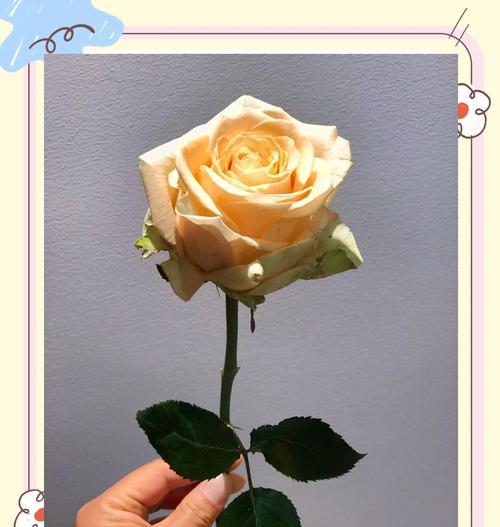 香槟玫瑰小雏菊代表什么？花语含义有哪些？