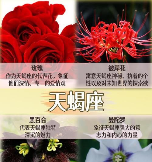 哪种花的花语代表希望？